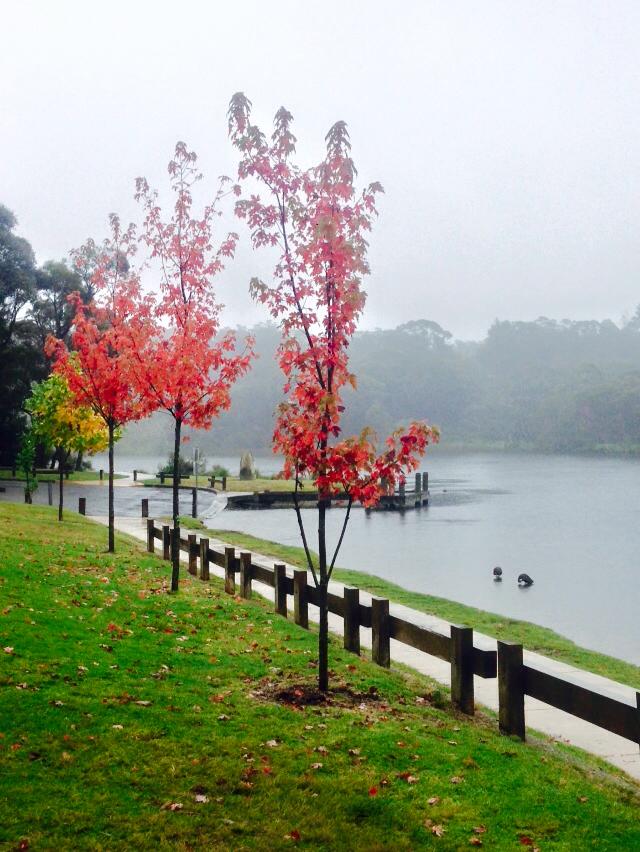 Autumn hues setting off the grey, rainy backdrop beautifully.